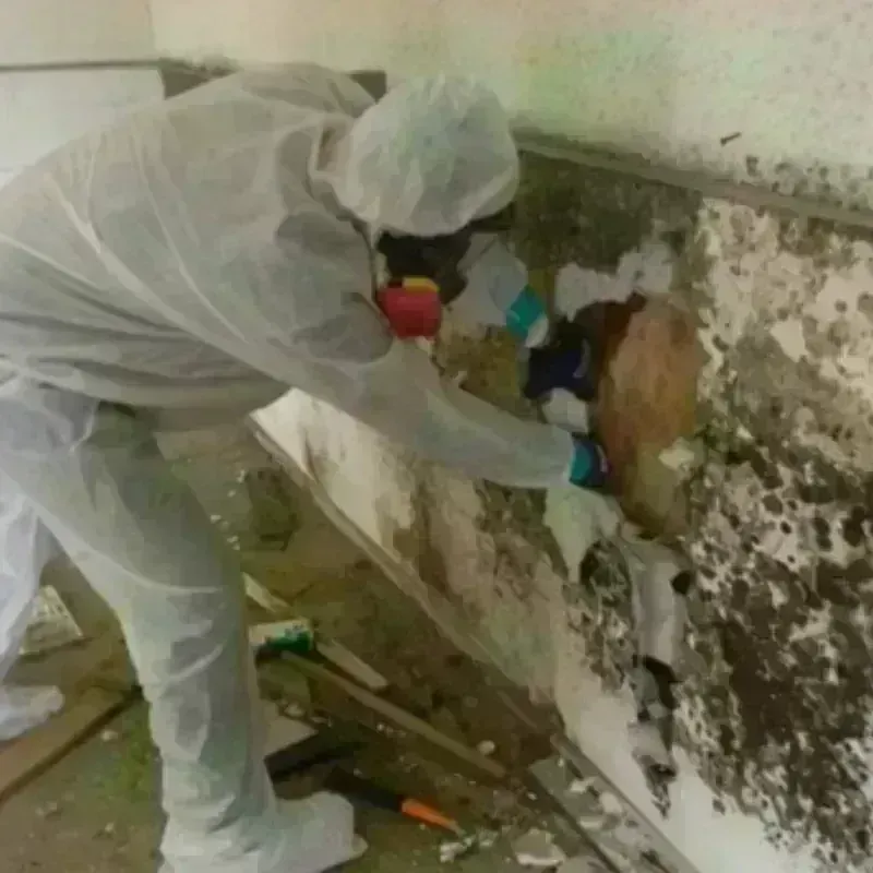 Mold Remediation and Removal in Lynnwood-Pricedale, PA